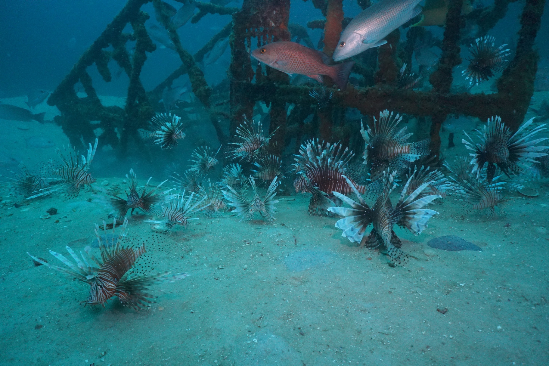 Lionfish Hunts
